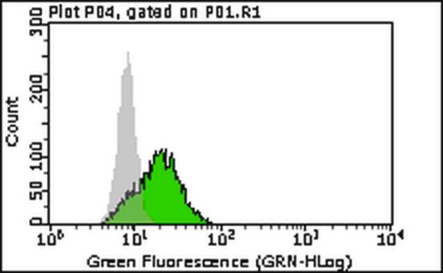 Anti-p62 (Sequestosome-1) Antibody, clone 11C9.2