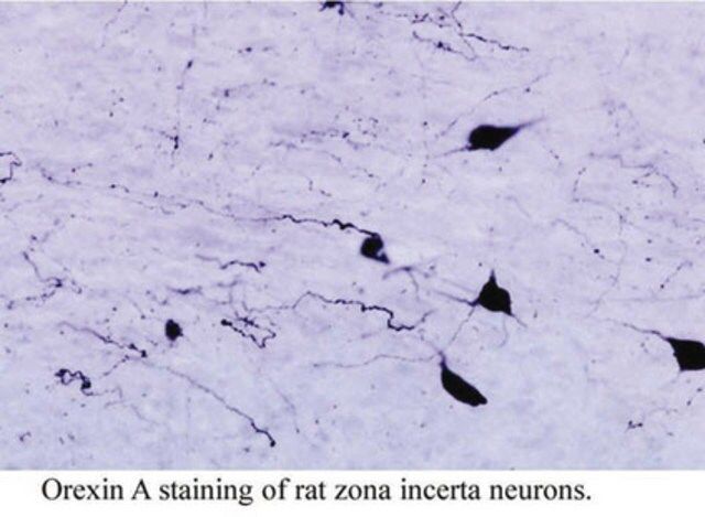 Anti-Orexin-A Antibody