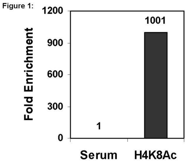 ChIPAb+ Acetyl-Histone H4 (Lys8)-ChIP Validated Antibody and Primer Set