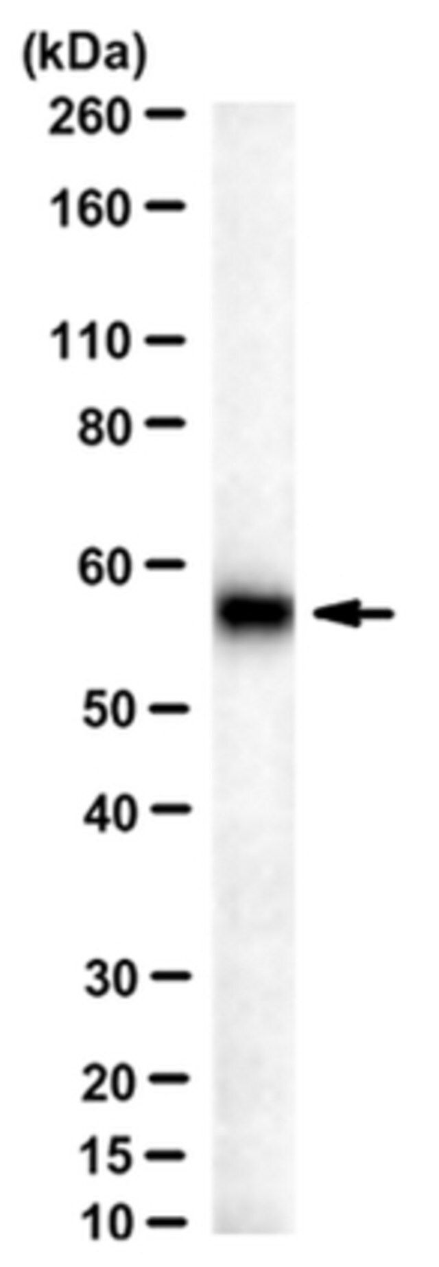 Anti-3-PGDH Antibody, clone TK-08 13A8