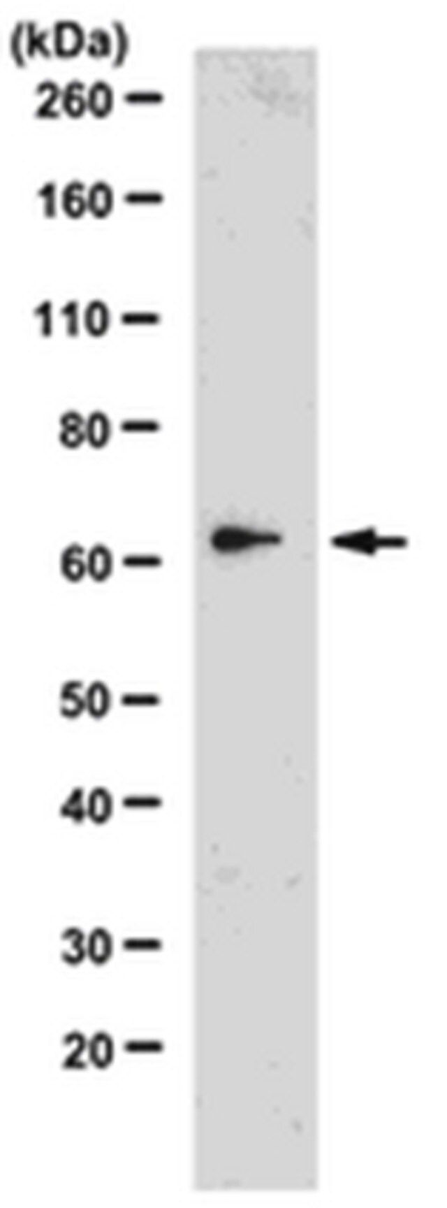 Anti-ACE2 Antibody, clone 4G5.1