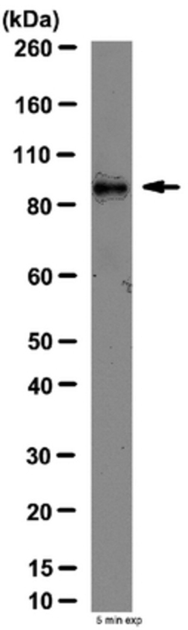 Anti-ADAM 9 Antibody, disintegrin domain