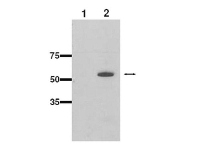 Anti-CYP2b10 Antibody