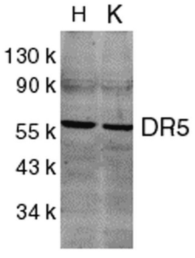 Anti-DR5 Antibody, CT