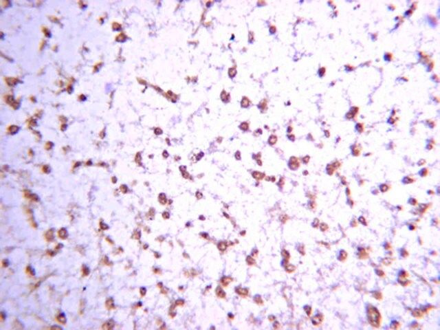 Anti-Enkephalin, Met Antibody