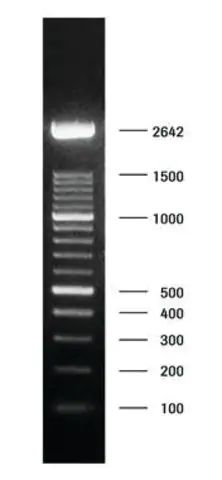 DNA Molecular Weight Marker XIV (100 bp ladder)