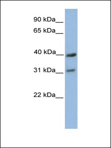 Anti-COX3 antibody produced in rabbit