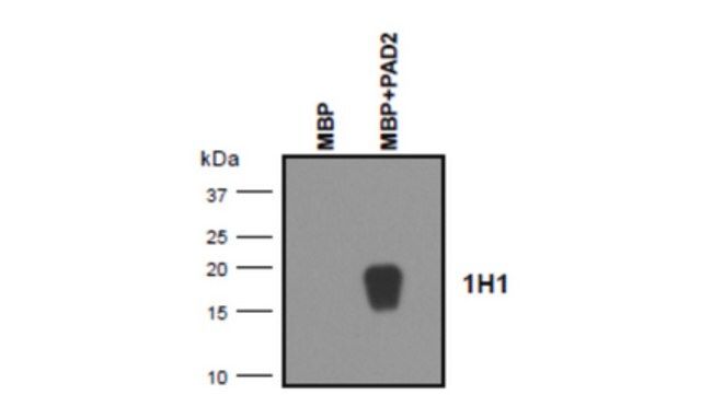 Anti-MBP (Citrulline R122) Antibody, clone 1H1