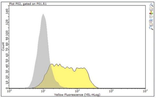 Anti-MIC-A MIC-B Antibody, clone 6D4