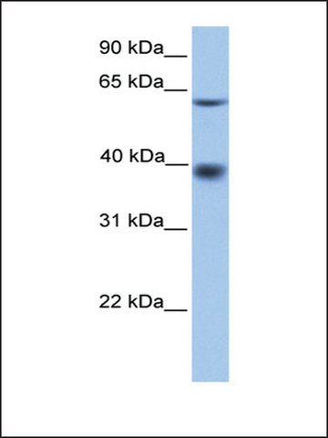 Anti-MFSD4 antibody produced in rabbit