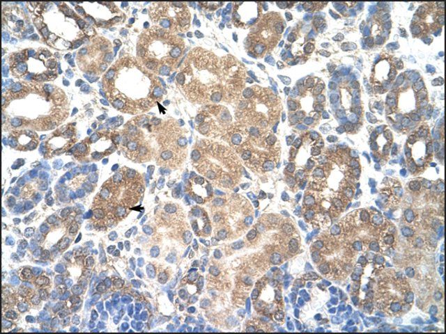 Anti-HSPBAP1 antibody produced in rabbit