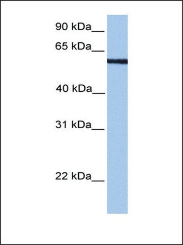 Anti-MLLT3 (AB1) antibody produced in rabbit