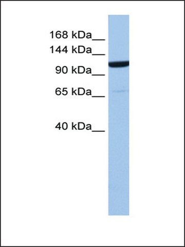 Anti-NUP155 (AB1) antibody produced in rabbit