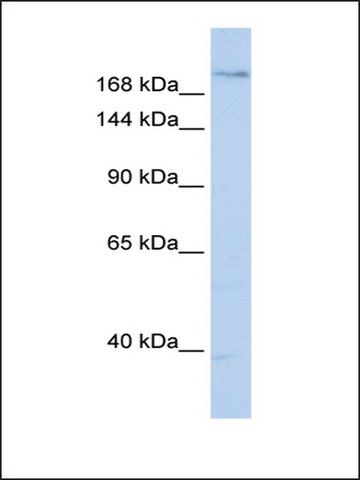 Anti-PLXNA2 antibody produced in rabbit