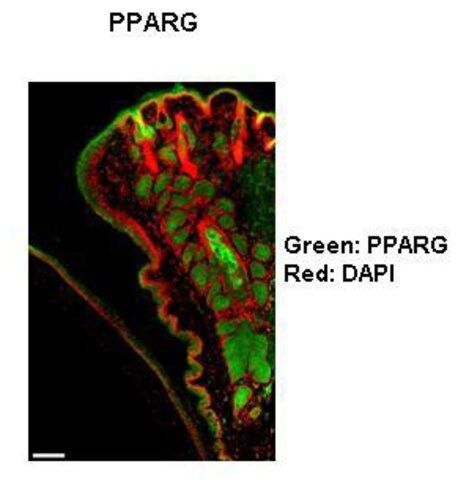 Anti-PPARG (AB1) antibody produced in rabbit