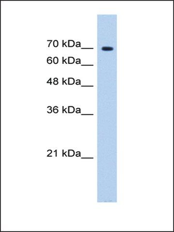 Anti-SF4 antibody produced in rabbit