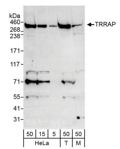 Rabbit anti-TRRAP Antibody, Affinity Purified