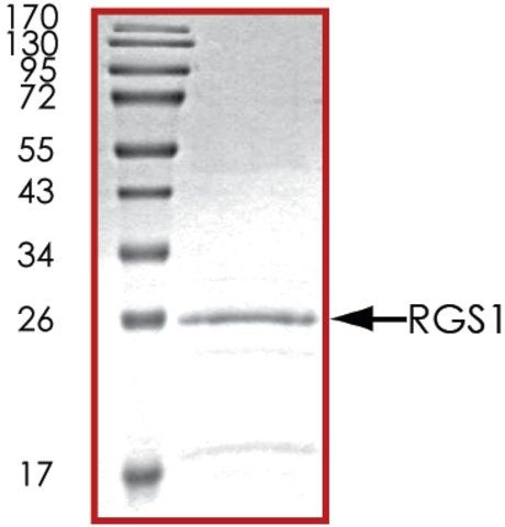 RGS1, His tagged human