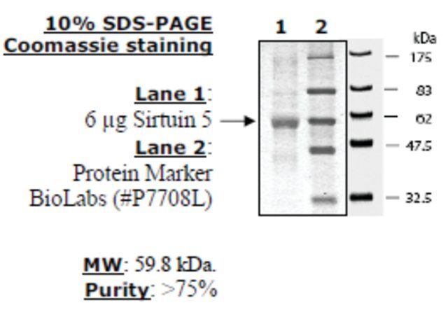 Sirtuin 5 human