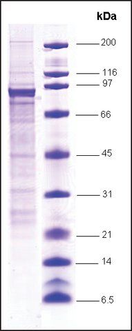 STAT1 human