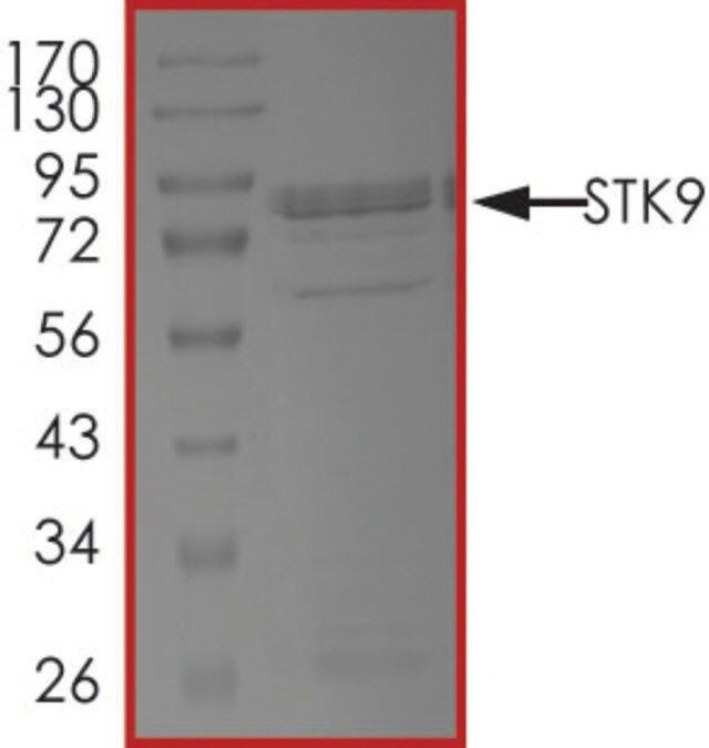 STK9 Protein