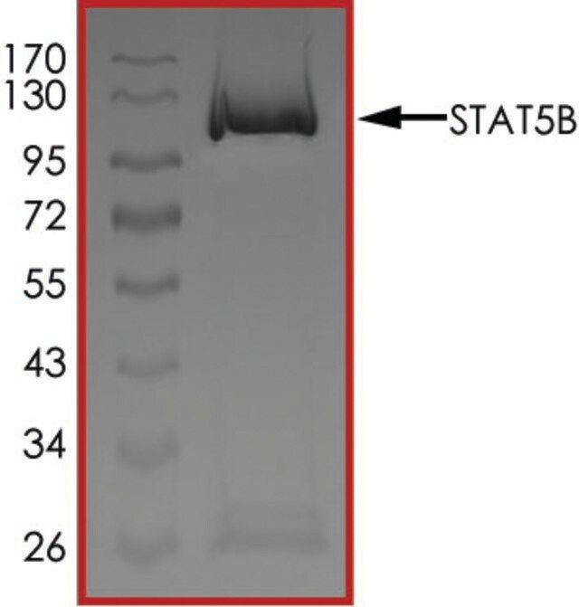 STAT5B Protein