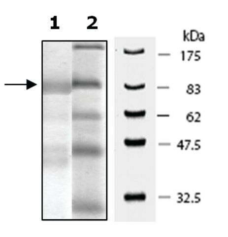 PDE1B active rat