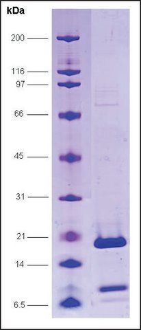 PC4, F77P mutant human