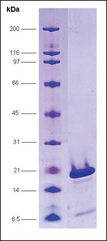 PC4, serine mutations human