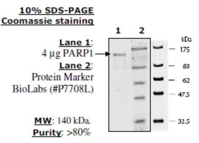 PARP1 Active human