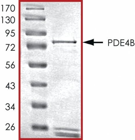 PDE4B (305-end), active, GST tagged human