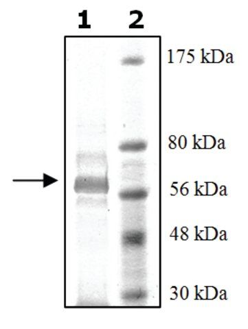 PDE7A active rat