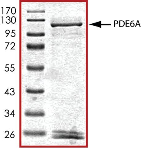 PDE6A (31-end), active, GST tagged human