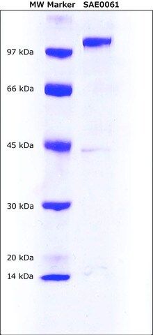 Peptidyl arginine deiminase type-2 (PAD2) human