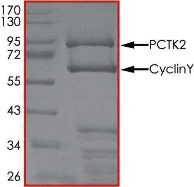 PCTK2 (CDK17)/CYCLINY, Active