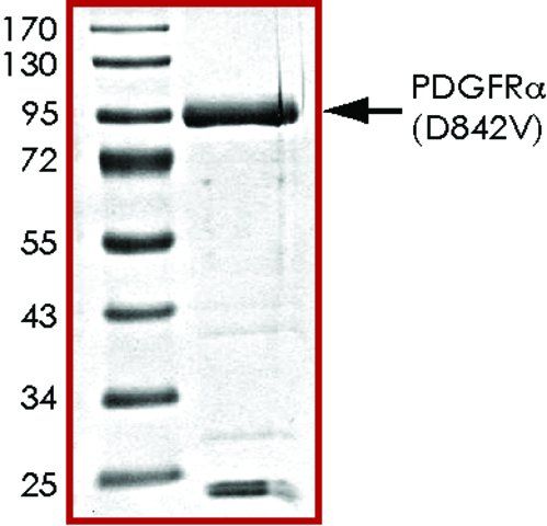 PDGFR- (D842V), active, GST tagged human