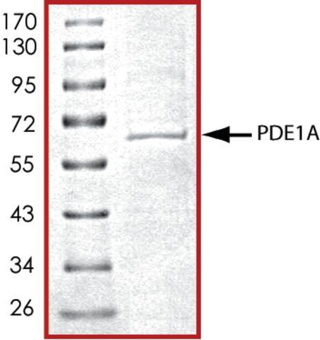 PDE1A, active, His tagged human