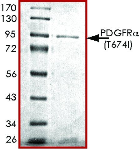 PDGFR- (T674I), active, GST tagged human