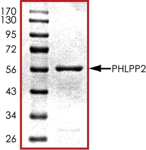 PHLPP2 (766-1043), GST tagged human