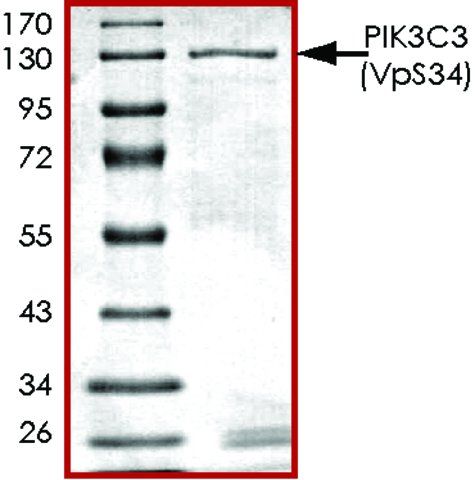 PIK3C3 (Vps34), active, GST tagged human