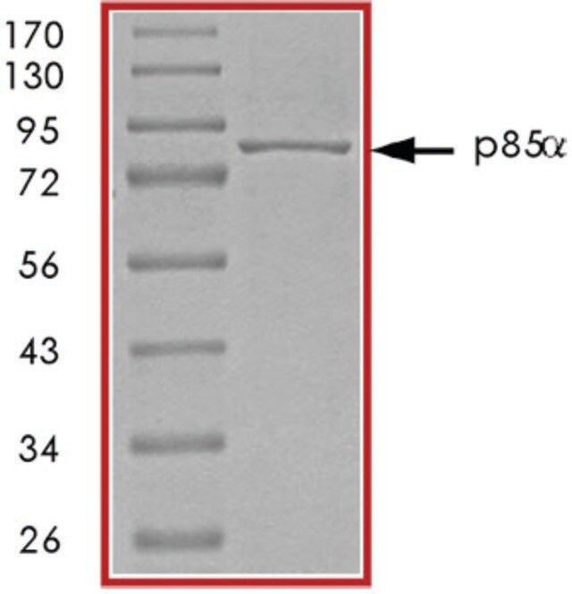 PI3K (P85 ALPHA) Protein