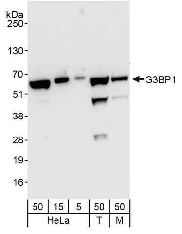 Rabbit anti-G3BP1 Antibody, Affinity Purified