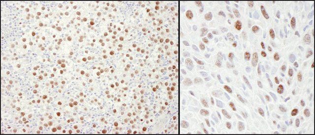 Rabbit anti-MCM4 Antibody, Affinity Purified