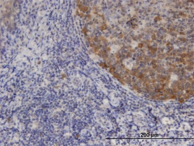 Monoclonal Anti-XCL1, (C-terminal) antibody produced in mouse