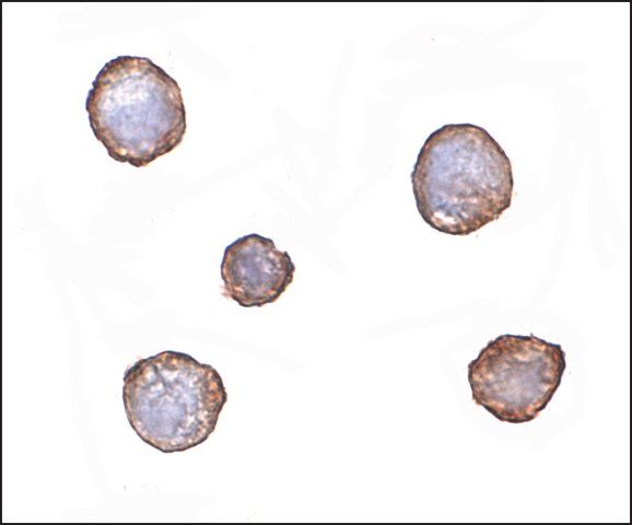 Monoclonal Anti-XBP-1 antibody produced in mouse