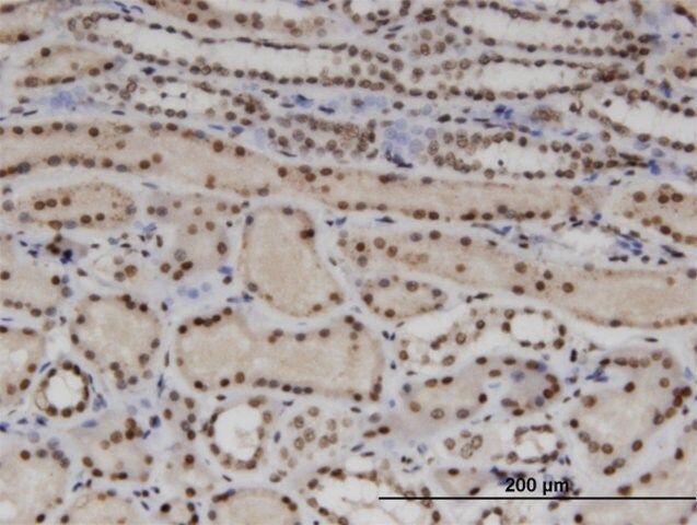 Monoclonal Anti-WTAP, (C-terminal) antibody produced in mouse