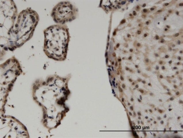 Monoclonal Anti-WWTR1 antibody produced in mouse