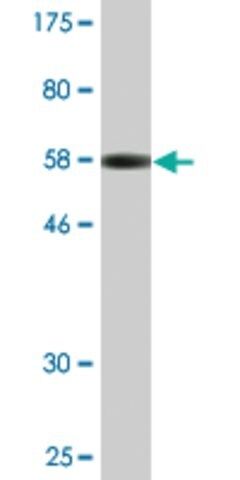 Monoclonal Anti-XPO5 antibody produced in mouse