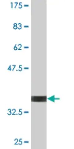 Monoclonal Anti-SRP54, (N-terminal) antibody produced in mouse