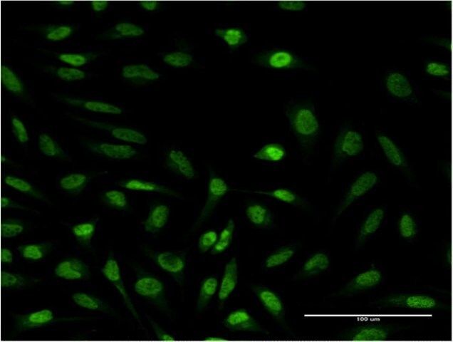 Monoclonal Anti-SUPT4H1, (C-terminal) antibody produced in mouse